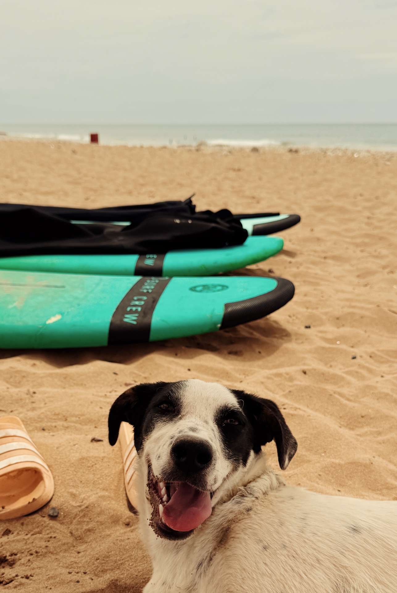 Beach dog with the surfboards